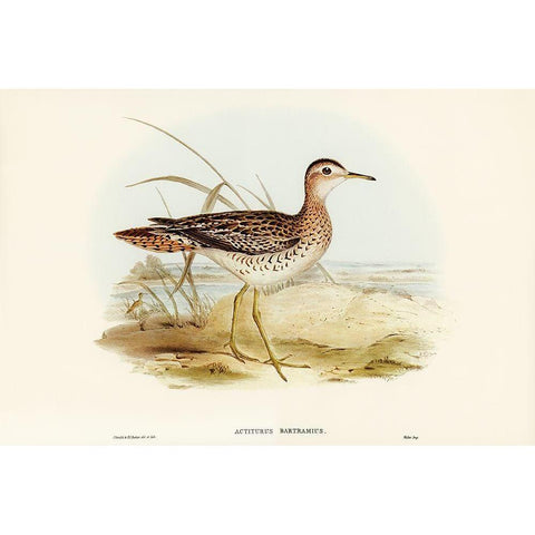 Bartrams Sandpiper-Actiturus Bartramius Gold Ornate Wood Framed Art Print with Double Matting by Gould, John