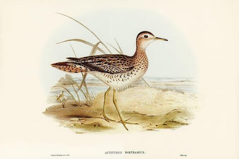 Bartrams Sandpiper-Actiturus Bartramius Black Ornate Wood Framed Art Print with Double Matting by Gould, John