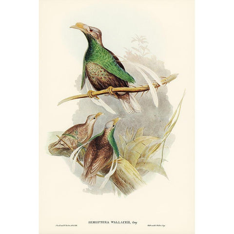 Standard-Wing-Semioptera Wallacei White Modern Wood Framed Art Print by Gould, John