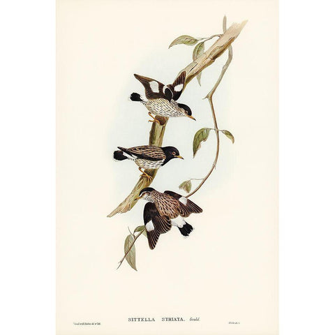 Striated Sittella-Sittella striata Gold Ornate Wood Framed Art Print with Double Matting by Gould, John