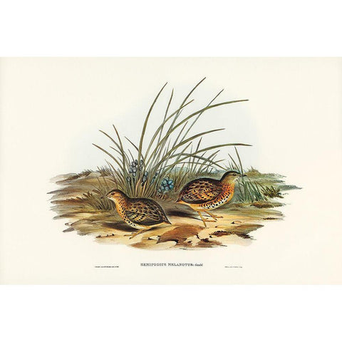 Black-backed Hemipode-Hemipodius melanotus Gold Ornate Wood Framed Art Print with Double Matting by Gould, John