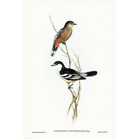 Black and White cuckooshrike-Campephaga leucomela Gold Ornate Wood Framed Art Print with Double Matting by Gould, John