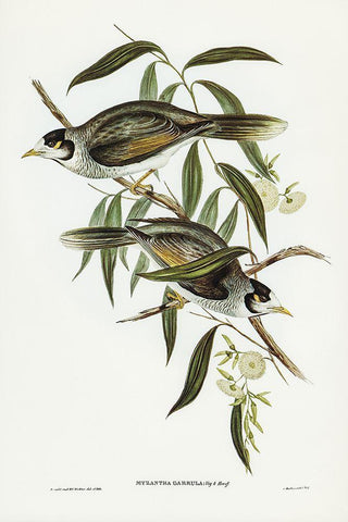 Garrulous Honey-eater-Myzantha garrula Black Ornate Wood Framed Art Print with Double Matting by Gould, John