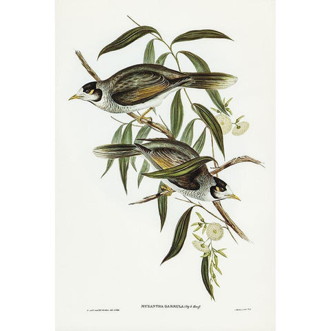 Garrulous Honey-eater-Myzantha garrula White Modern Wood Framed Art Print by Gould, John