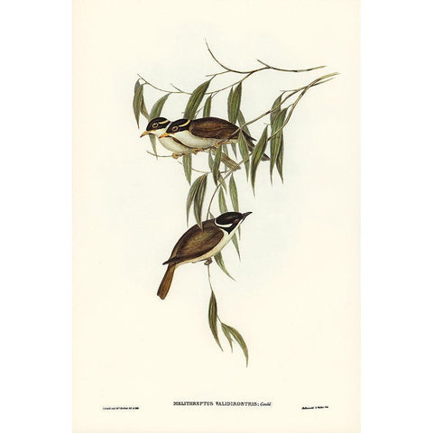 Strong-billed Honey-eater-Melithreptus validirostris White Modern Wood Framed Art Print by Gould, John