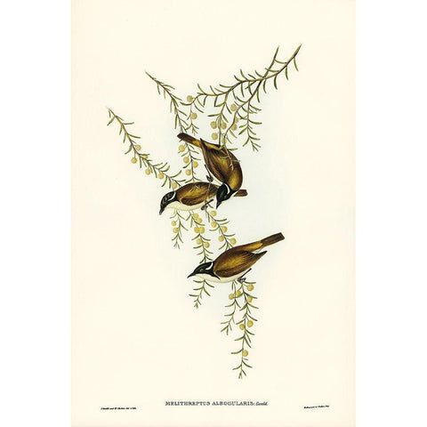 White-throated Honey-eater-Melithreptus albogularis Black Modern Wood Framed Art Print with Double Matting by Gould, John