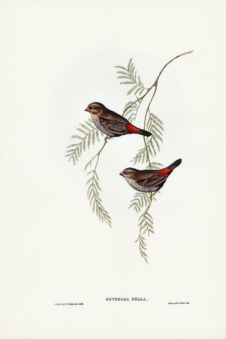 Fire-tailed Finch Black Ornate Wood Framed Art Print with Double Matting by Gould, John