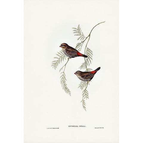 Fire-tailed Finch Gold Ornate Wood Framed Art Print with Double Matting by Gould, John