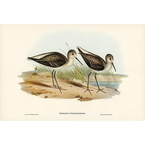 Marsh Sandpiper-Totanus stagnatilis Black Modern Wood Framed Art Print with Double Matting by Gould, John