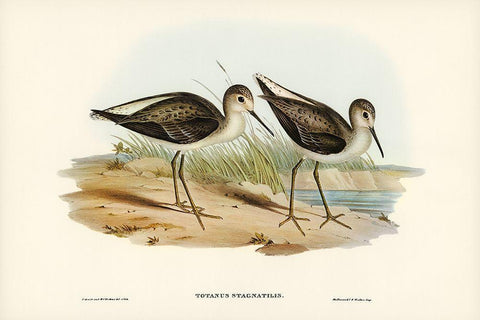 Marsh Sandpiper-Totanus stagnatilis Black Ornate Wood Framed Art Print with Double Matting by Gould, John