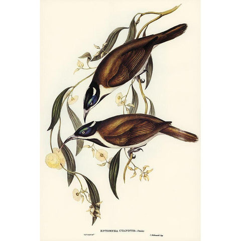 Blue-faced Entomyza-Entomyza cyanotis Gold Ornate Wood Framed Art Print with Double Matting by Gould, John