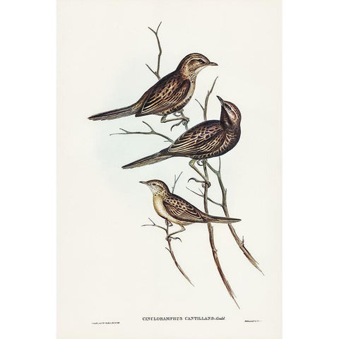 Black-breasted Songlark-Cincloramphus cantillans White Modern Wood Framed Art Print by Gould, John