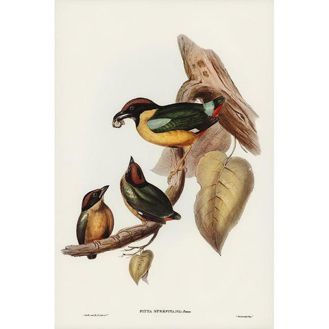 Noisy Pitta-Pitta strepitans Black Modern Wood Framed Art Print with Double Matting by Gould, John