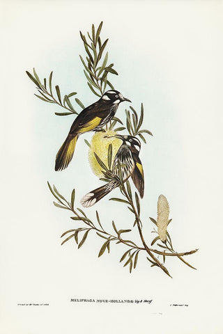 New Holland Honey-eater White Modern Wood Framed Art Print with Double Matting by Gould, John