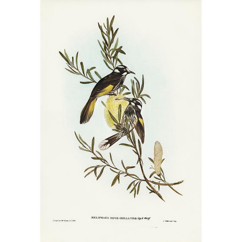 New Holland Honey-eater Black Modern Wood Framed Art Print with Double Matting by Gould, John