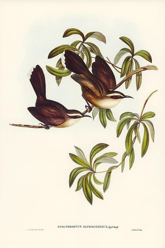 Image Only