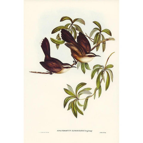 White-eyebrowed Pomatorhinus-Pomatorhinus superciliosus White Modern Wood Framed Art Print by Gould, John