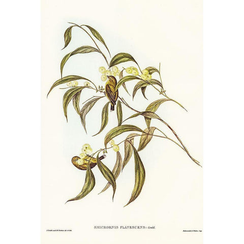 Yellow Weebill-Smicrornis flavescens Black Modern Wood Framed Art Print with Double Matting by Gould, John