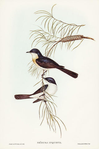 Restless Flycatcher-Seisura inquieta White Modern Wood Framed Art Print with Double Matting by Gould, John