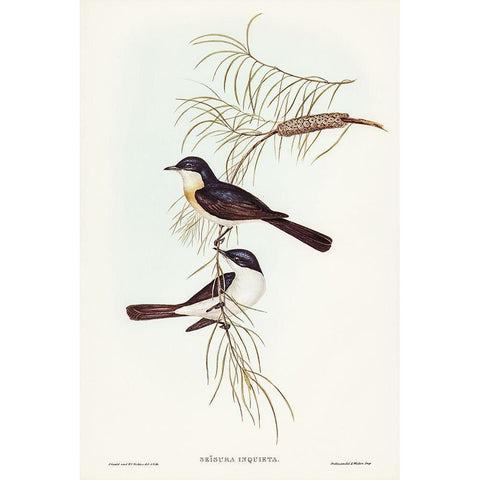 Restless Flycatcher-Seisura inquieta Gold Ornate Wood Framed Art Print with Double Matting by Gould, John