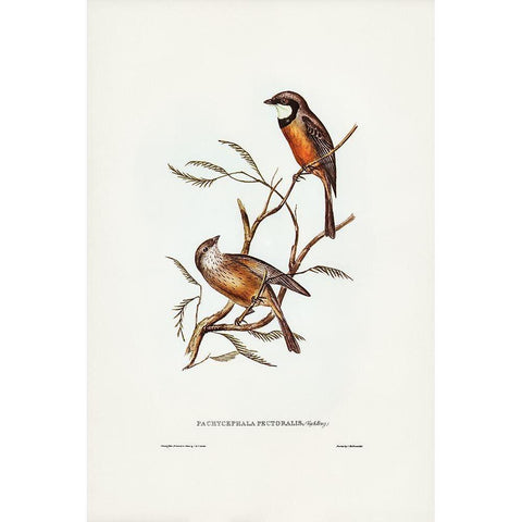 Banded Thickhead-Pachycephala pectoralis White Modern Wood Framed Art Print by Gould, John