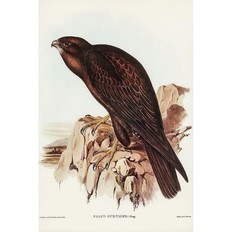 Black Falcon-Falco sunnier Gold Ornate Wood Framed Art Print with Double Matting by Gould, John