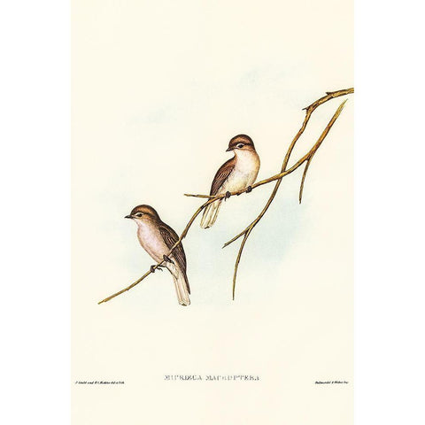 Great-winged Flycatcher-Microeca macroptera Black Modern Wood Framed Art Print with Double Matting by Gould, John