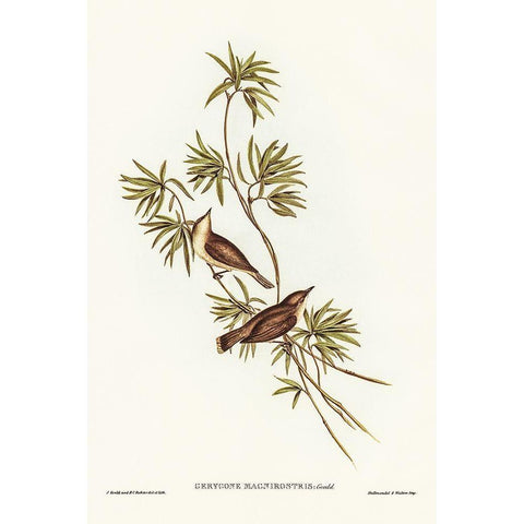 Great-billed Gerygone-Gerygone magnirostris White Modern Wood Framed Art Print by Gould, John