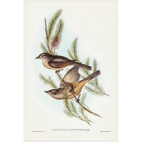 Buff-bellied shrike-thrush-Colluricincla rufiventris Black Modern Wood Framed Art Print with Double Matting by Gould, John