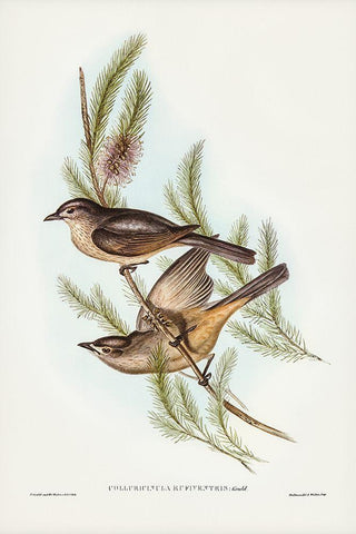 Buff-bellied shrike-thrush-Colluricincla rufiventris White Modern Wood Framed Art Print with Double Matting by Gould, John