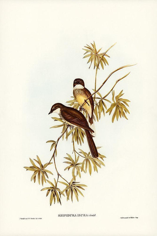 Image Only