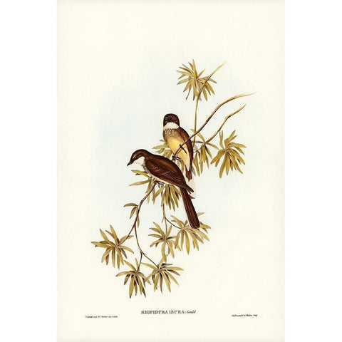 Northern Fantail-Rhipidura isura Black Modern Wood Framed Art Print with Double Matting by Gould, John