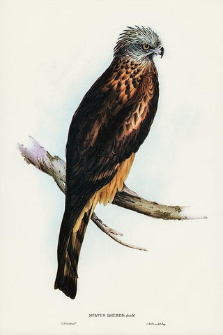 Square-tailed Kite-Milvus insures White Modern Wood Framed Art Print with Double Matting by Gould, John