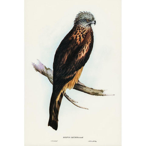 Square-tailed Kite-Milvus insures Gold Ornate Wood Framed Art Print with Double Matting by Gould, John