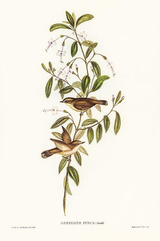 Fuscous Gerygone-Gerygone fuscus White Modern Wood Framed Art Print with Double Matting by Gould, John