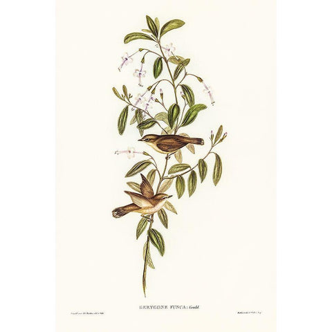 Fuscous Gerygone-Gerygone fuscus White Modern Wood Framed Art Print by Gould, John