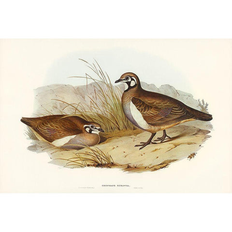 Partridge Bronze-wing-Geophaps scripta White Modern Wood Framed Art Print by Gould, John