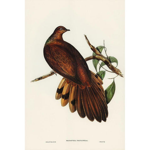 Pheasant-tailed Pigeon-Macropygia Phasianella Black Modern Wood Framed Art Print with Double Matting by Gould, John