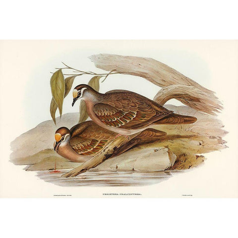 Bronze-winged Pigeon-Peristera chalcoptera Gold Ornate Wood Framed Art Print with Double Matting by Gould, John