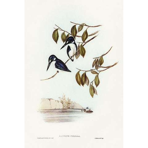 Little Kingfisher-Alcyone pasilla White Modern Wood Framed Art Print by Gould, John