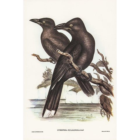 Sooty Crow-Shrike-Strepera fuliginose Black Modern Wood Framed Art Print with Double Matting by Gould, John