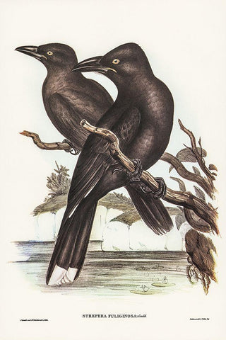 Sooty Crow-Shrike-Strepera fuliginose White Modern Wood Framed Art Print with Double Matting by Gould, John