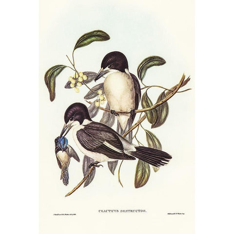 Butcher-Bird-Cracticus destructor White Modern Wood Framed Art Print by Gould, John