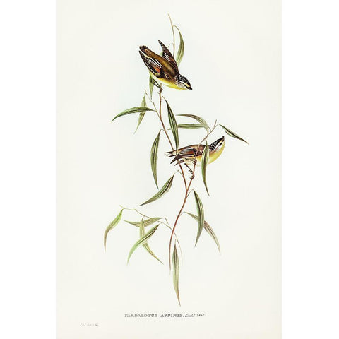 Allied Pardalote-Pardalotus affines White Modern Wood Framed Art Print by Gould, John