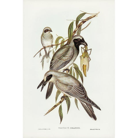 Black-faced cuckooshrike-Graucalus melanops Gold Ornate Wood Framed Art Print with Double Matting by Gould, John