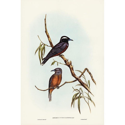 White-eyebrowed Wood Swallow-Artamus supercilious White Modern Wood Framed Art Print by Gould, John