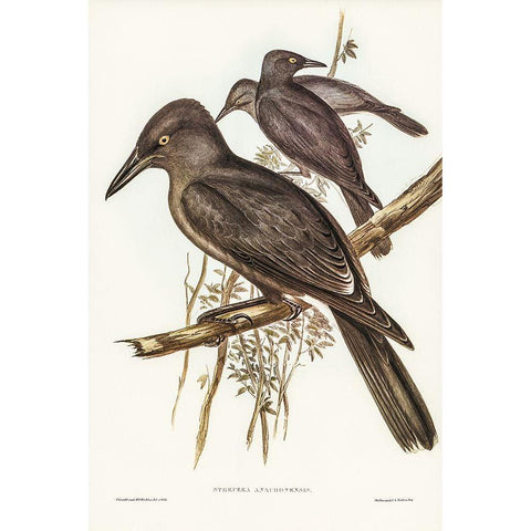 Grey Crow-Shrike-Strepera Anaphonensis Black Modern Wood Framed Art Print with Double Matting by Gould, John