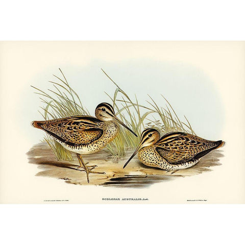 New Holland Snipe-Scolopax Australis Black Modern Wood Framed Art Print with Double Matting by Gould, John