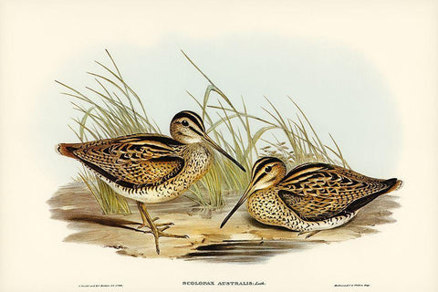 New Holland Snipe-Scolopax Australis White Modern Wood Framed Art Print with Double Matting by Gould, John