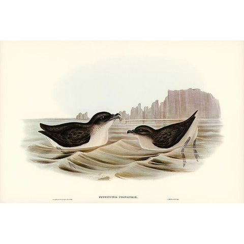 Diving Petrel-Puffinuria Urinatrix White Modern Wood Framed Art Print by Gould, John